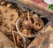 Como o uso de agrotóxicos afeta as abelhas? Entenda