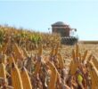 A colheita de milho safrinha está avançando vigorosamente em diversas regiões