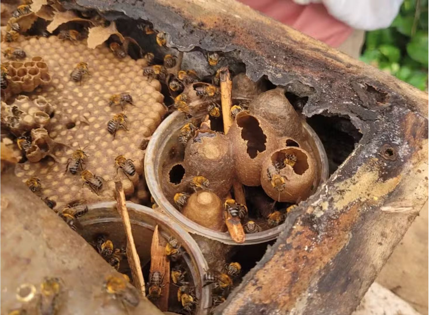 Como o uso de agrotóxicos afeta as abelhas? Entenda